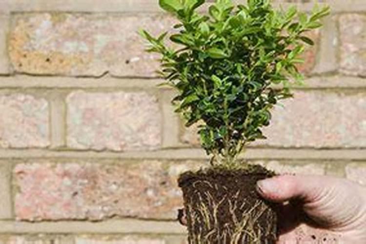 怎么用尿素给花木施肥