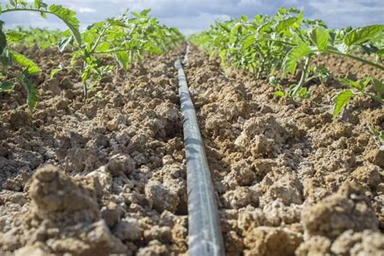 怎样判别化肥的肥效好坏 如何判别化肥的肥效好坏