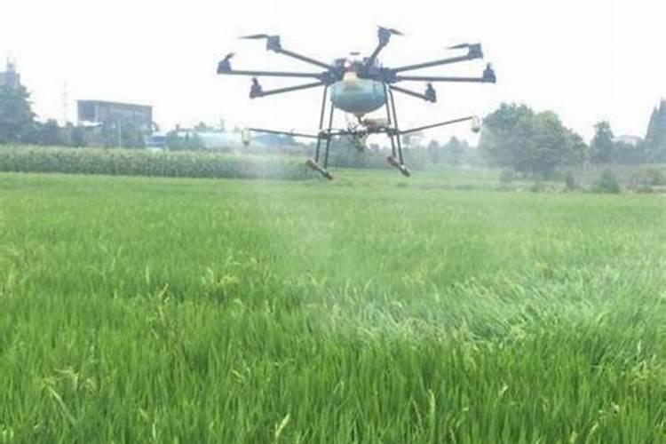 酸奶浇吊兰,绿萝文竹吗？