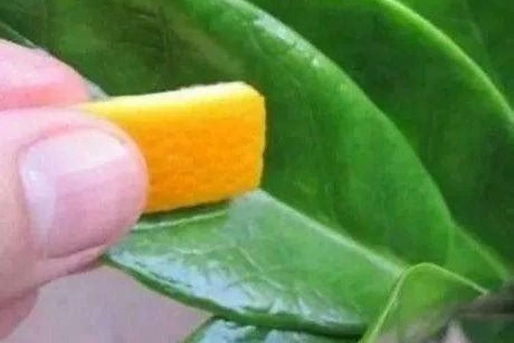 水溶肥是有机肥吗 有机水溶肥是什么肥料