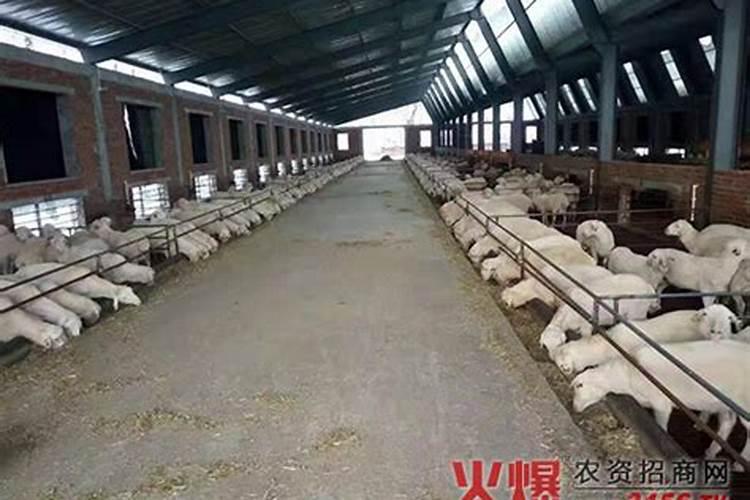 生石花看着皱巴巴的,怎么办？