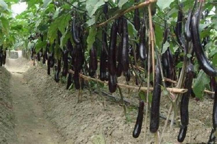 黄腐酸钾用多了的危害