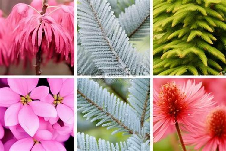 多彩玫瑰怎么养