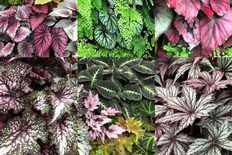 蓝妖:彩叶草怎么养才能长得好？紧抓5大核心,非常好养