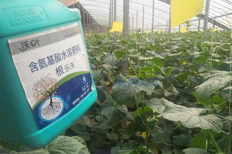 栽黄瓜苗用什么肥料？黄瓜施肥“雷区”您踩了吗？