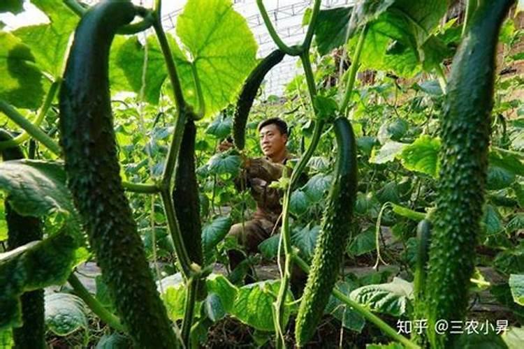 黄瓜生根最好的肥料 黄瓜生根最好的肥料介绍
