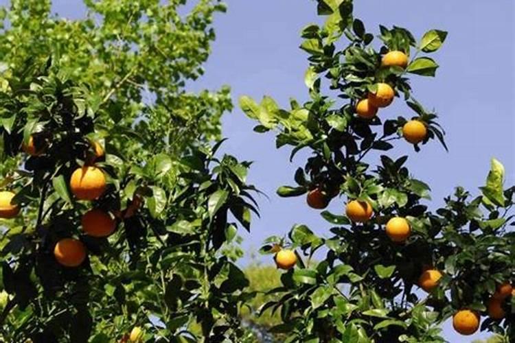 柑橘栽培的八大技巧你不知道的柑橘种植方法
