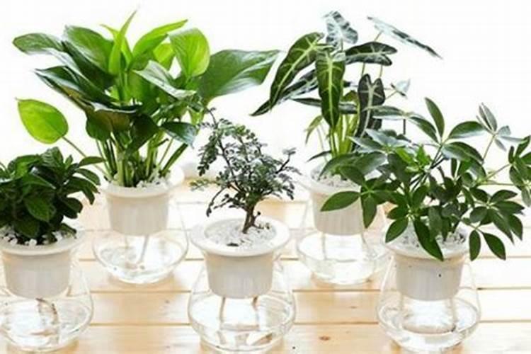 水培绿萝施什么肥？