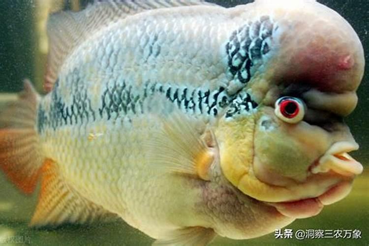 甲维虫螨腈虱螨脲主要打哪些虫,对人有危害吗