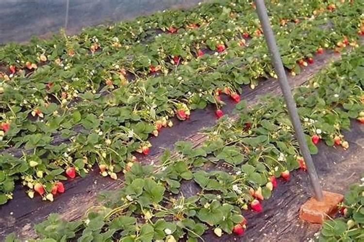 草莓各个时期的施肥方案 什么时候冲高磷肥