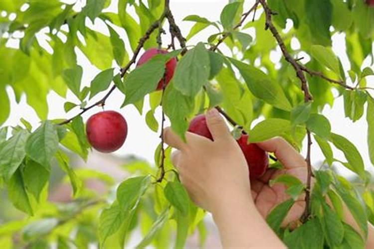 李子有点小用什么化肥好(李子树施上什么肥料很甜)