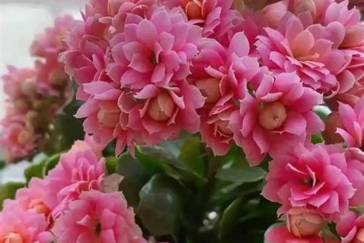 植物开花茂盛的肥料;什么肥料可以让植物快速生长