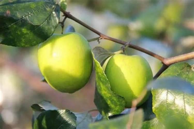 青枣高产施肥技巧 青枣应该怎么施肥