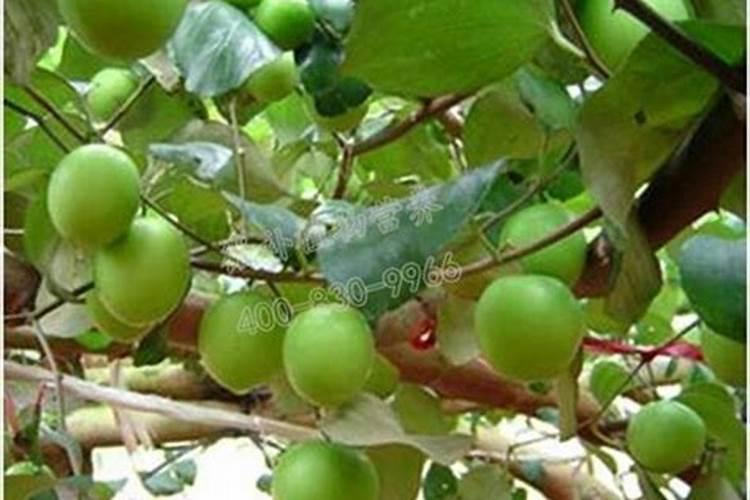 台湾大青枣怎么种植 台湾大青枣如何高产养殖