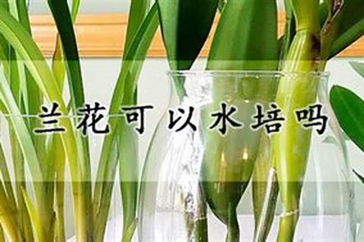 兰花草水培,应多少天换一次水？有哪位高手了解？