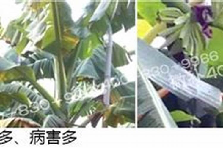 香蕉抽蕾后怎么施肥