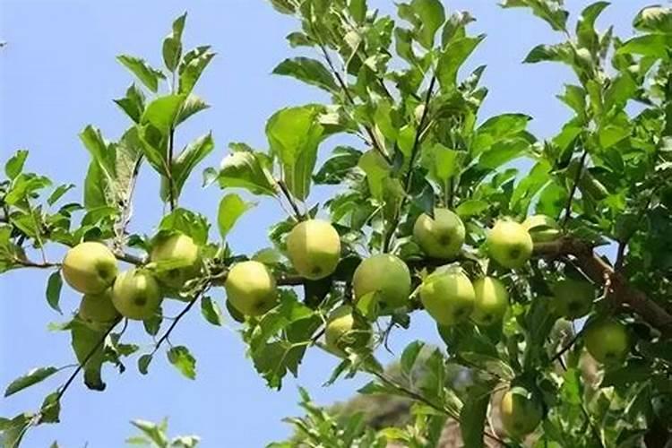 果树开花时需要施什么肥料