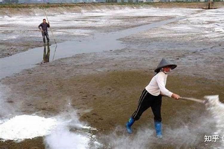 芒果催花打什么药 花芽可能就会催发出来