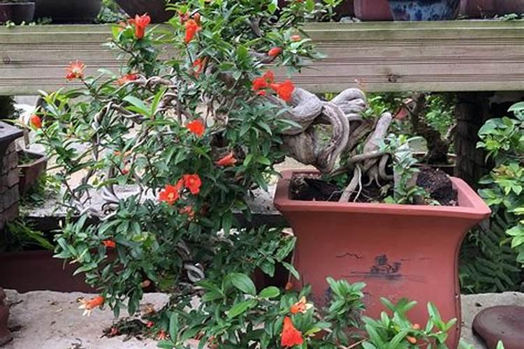 石榴花用什么肥