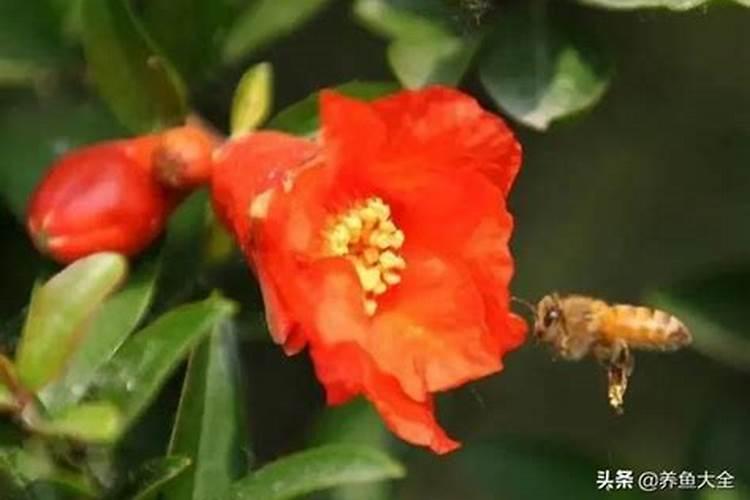 石榴花的四季养护方法