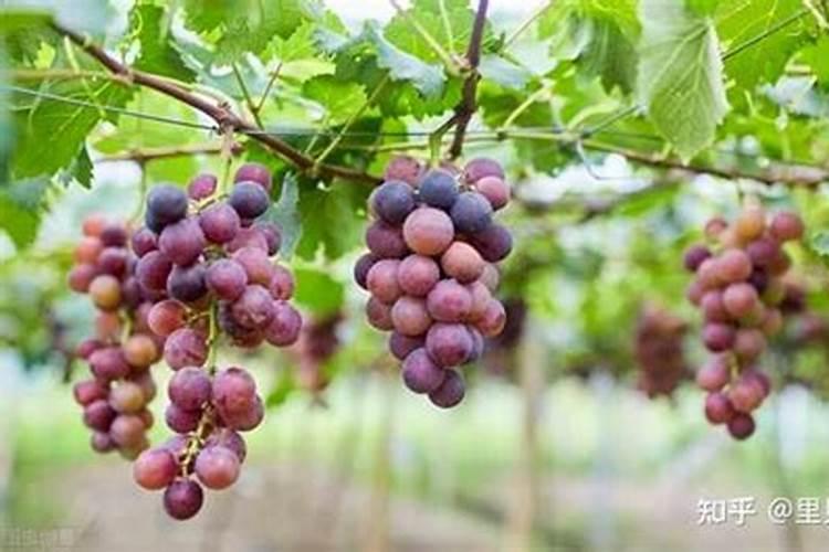 中国化肥十大化肥品牌排行榜