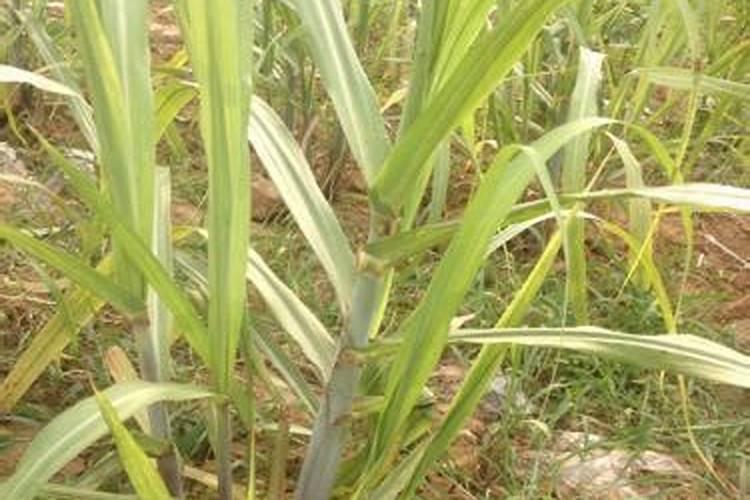 如何用花生麸沤肥