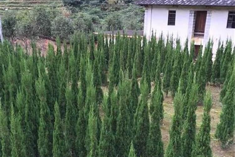 种花生要施底肥吗