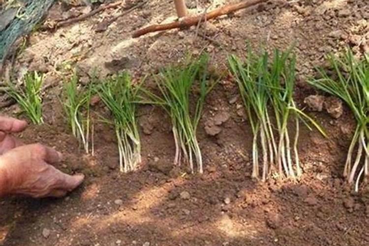 贵州有机肥最大品牌有哪些