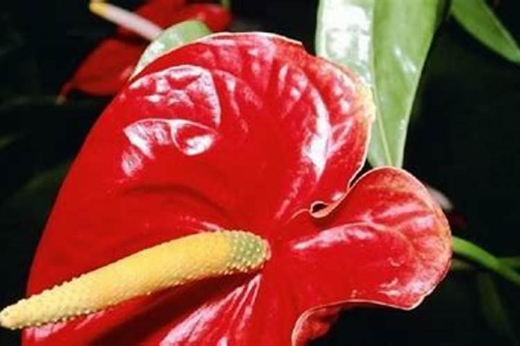 芒果发芽了 怎么养