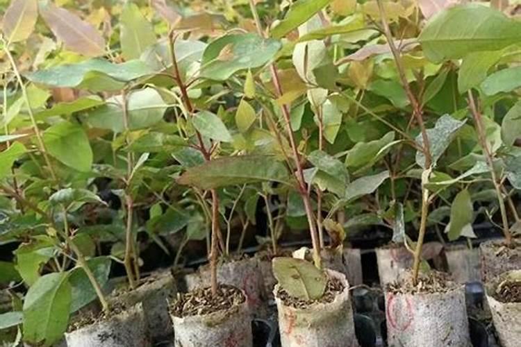 种植桉树后大概多久放肥料？