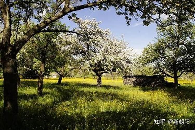 果树怎样快生根杀虫 果树如何快生根杀虫