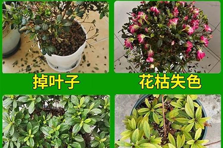 为什么有人养花不开花 养花用什么肥最好