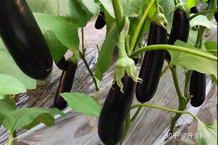 赛洋复合肥属不属于大品牌