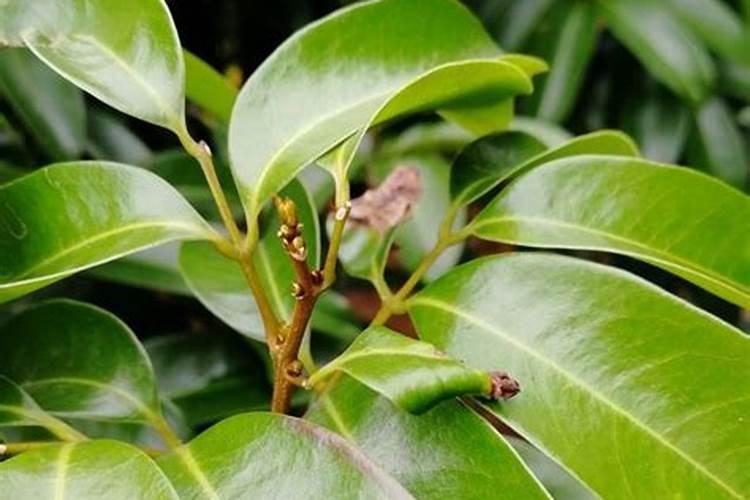 荔枝什么时候施肥 荔枝最佳的施肥时间