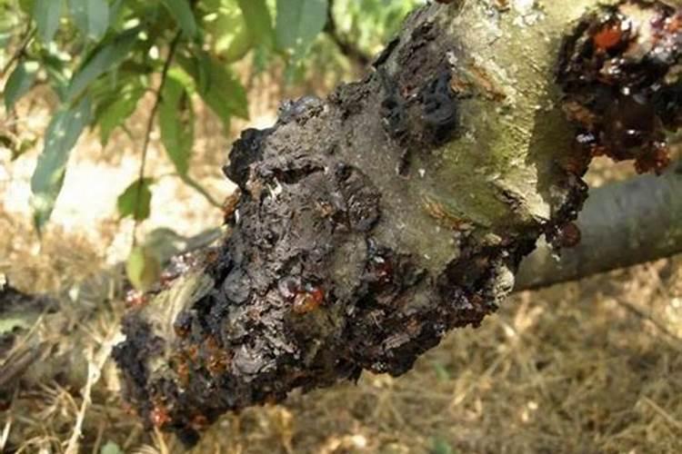 黄腐酸钾的使用方法