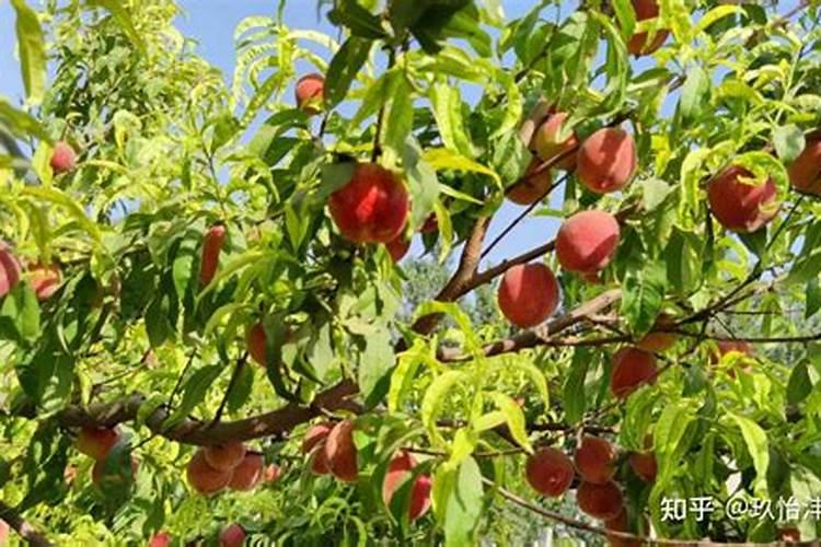 叶面肥几天能吸收干净