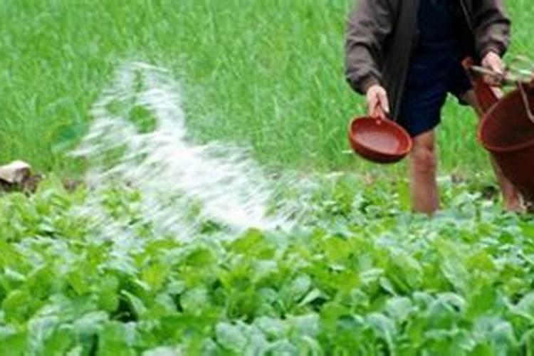 油菜移栽技术要点