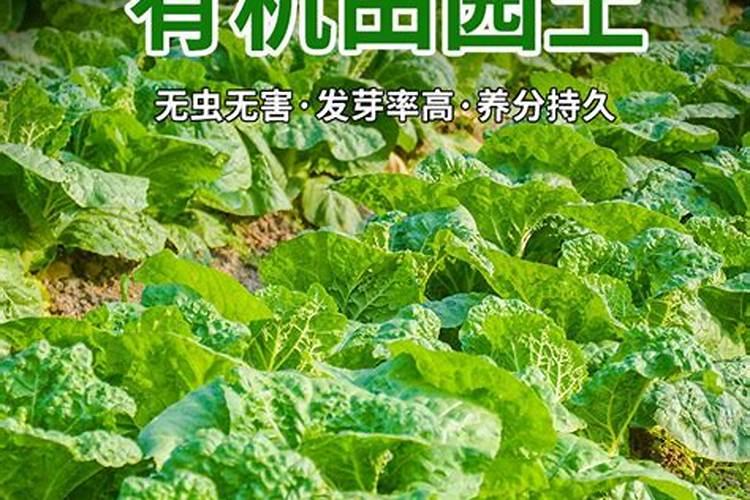 甜菜高产施肥技巧
