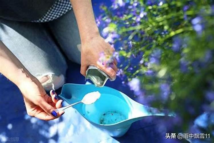 白术的种植与栽培技术