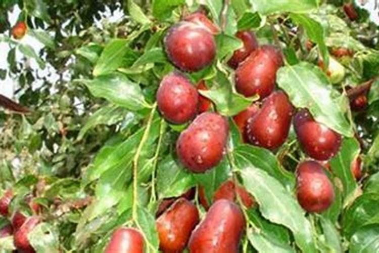 种植红枣的水肥管理技术有哪些 养殖方法总结