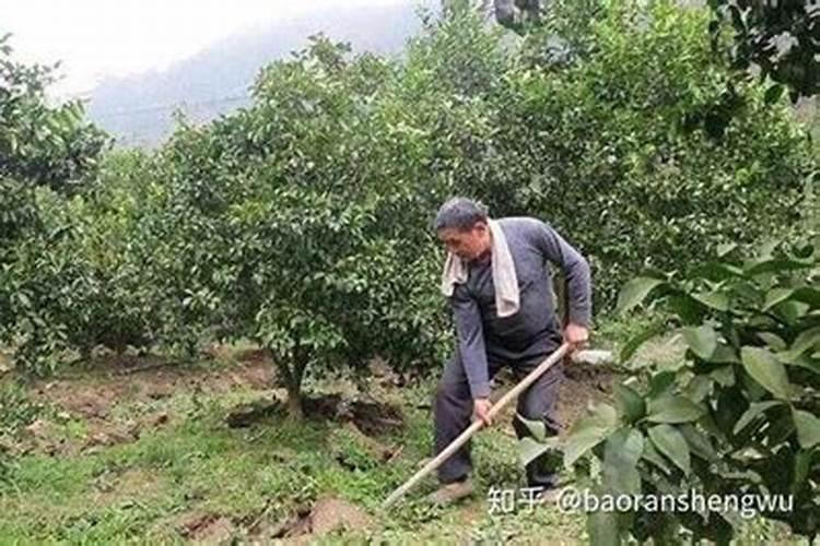 果树叶面肥有哪些