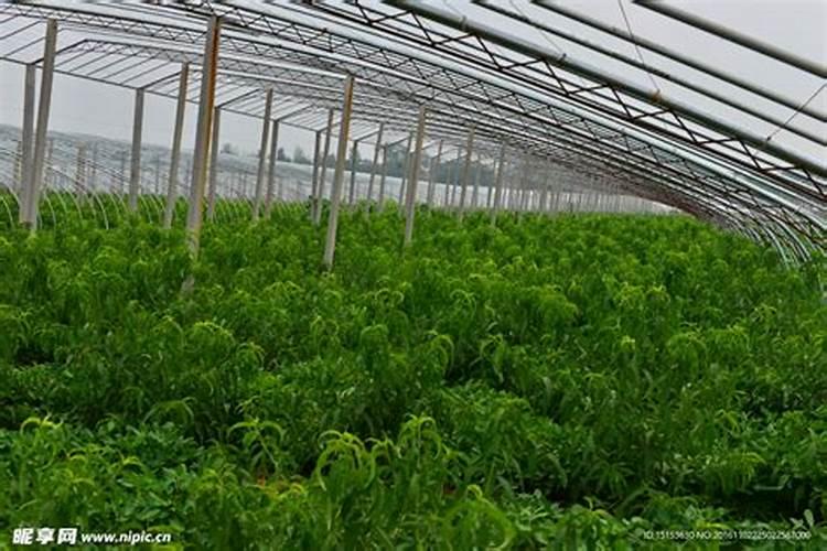 炒熟的黄豆可以做肥料吗 具体怎么操作能做肥料