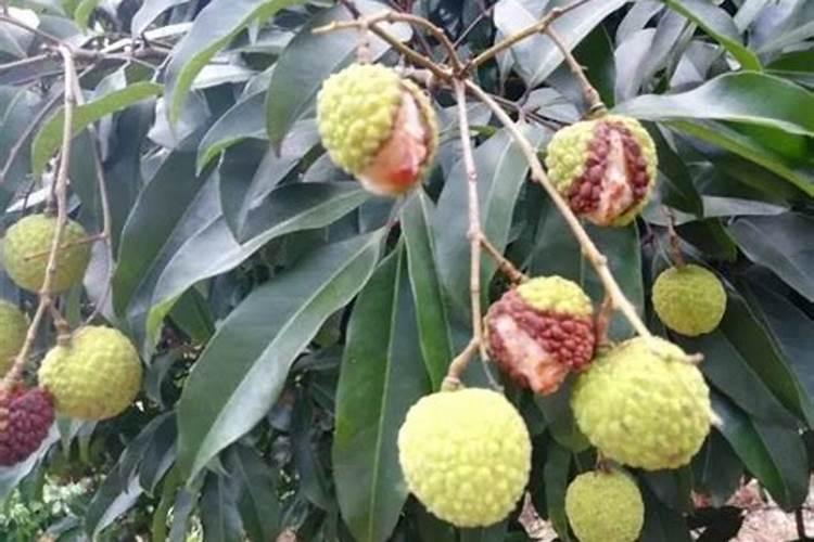 芒果什么时候施肥最好