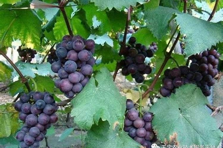 大豆出花期喷施复硝酚钠一公顷喷施多大量