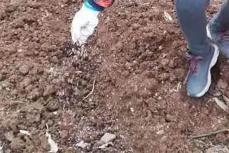 怎样补硼？为什么土施硼肥是不宜？