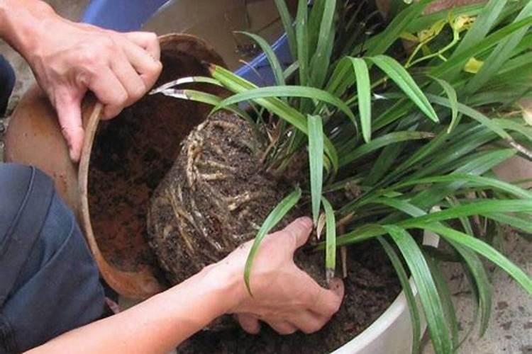 吊兰要施什么肥才能爆盆？