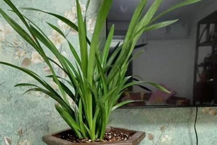 兰花施肥方法,用什么肥好