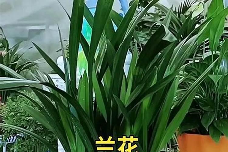 球兰换盆时怎么施肥