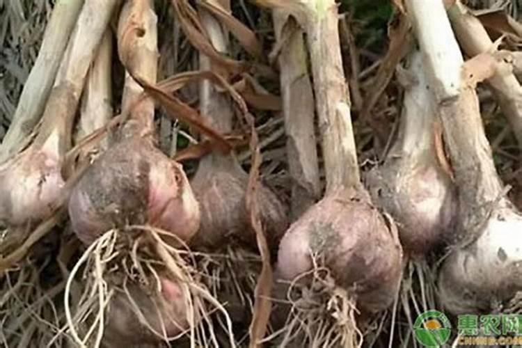 现在种大蒜都需要上什么肥料