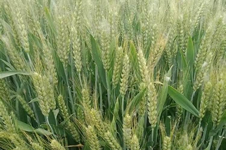 玉米底肥一次性施肥 氮磷钾 各用多少？